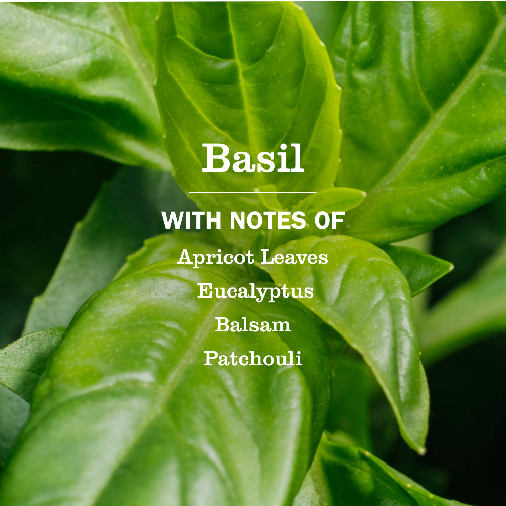 Basil Room Freshener - View 4